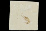 Cretaceous Fossil Shrimp - Lebanon #107412-1